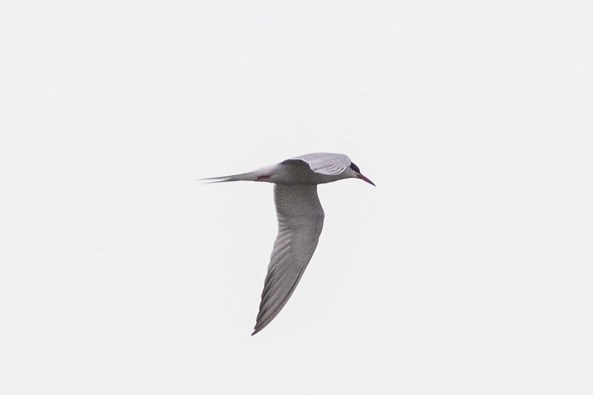 Common Tern - John VanOrman