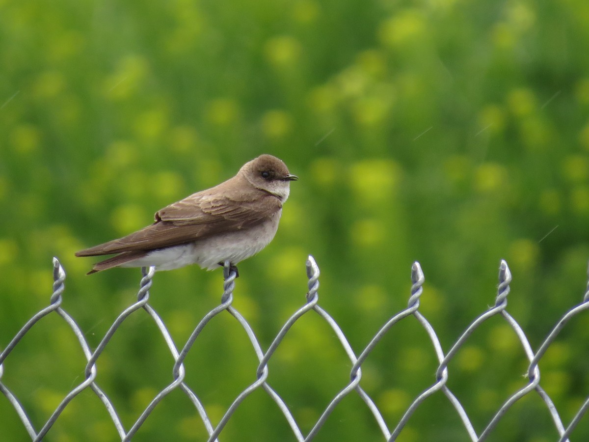 Northern Rough-winged Swallow - ML57881151