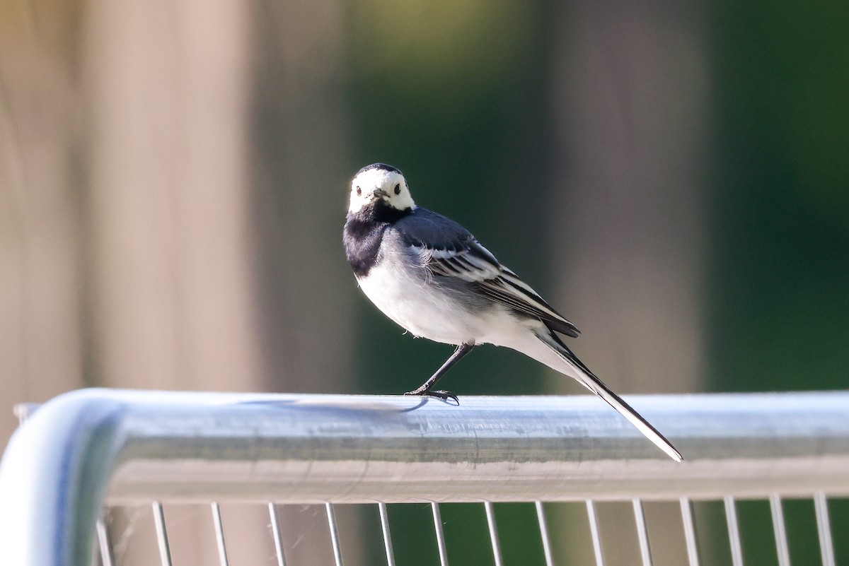 White Wagtail (White-faced) - ML578811691