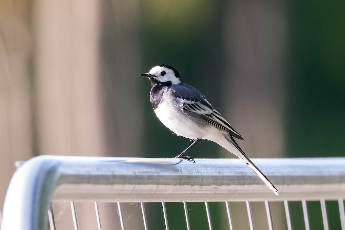 White Wagtail (White-faced) - ML578811701