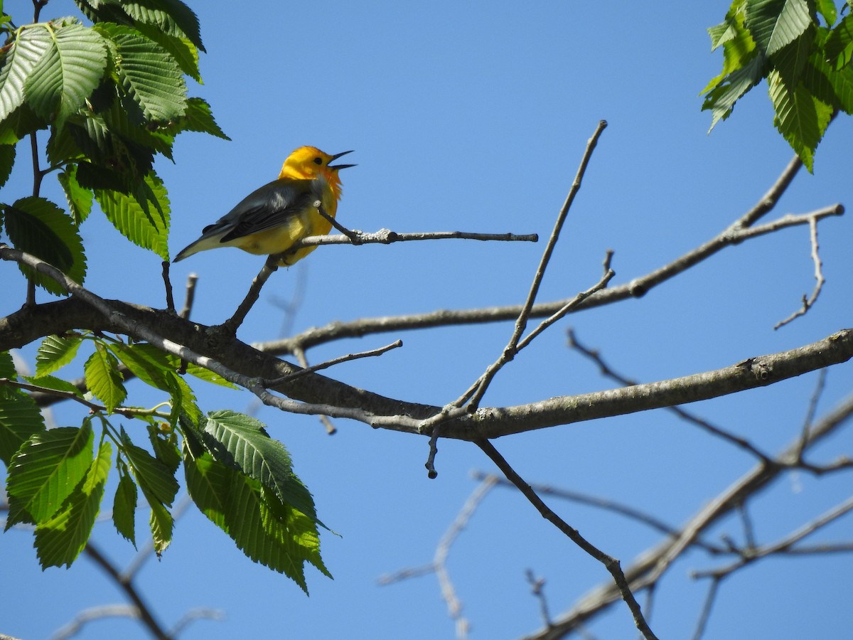 Prothonotary Warbler - ML578813281