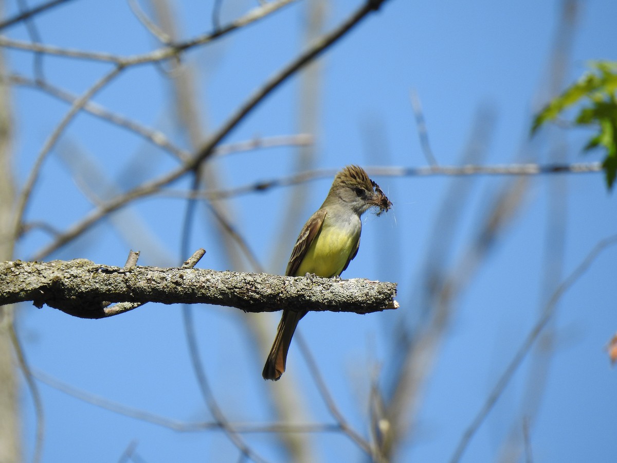 Great Crested Flycatcher - ML578814851