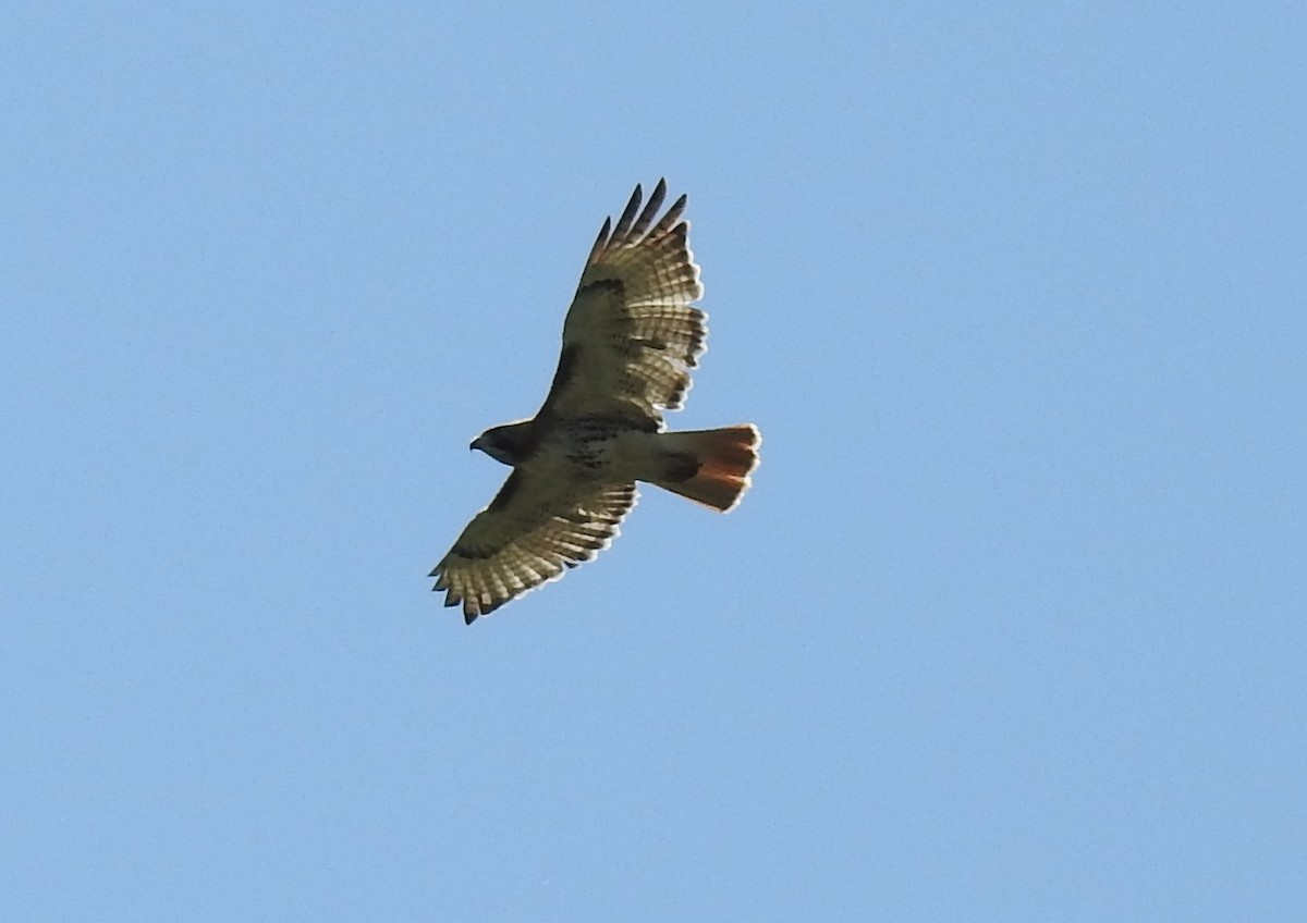 Red-tailed Hawk - ML578814941