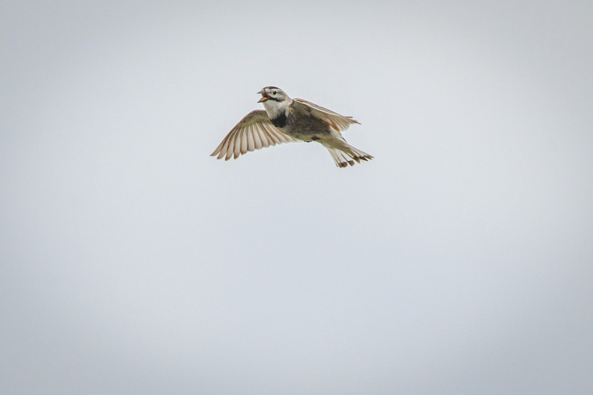 Thick-billed Longspur - ML578818161