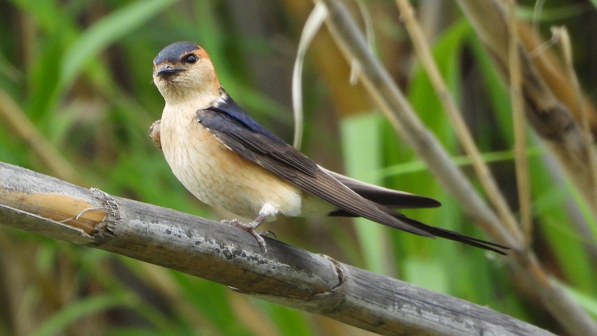Red-rumped Swallow - ML578818741