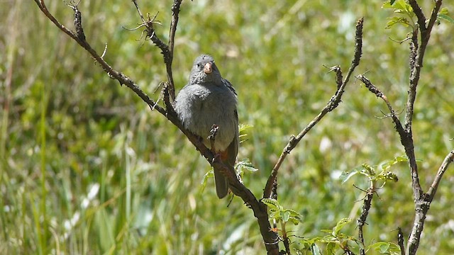 Plain-colored Seedeater - ML578819871