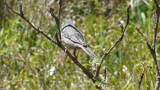 Plain-colored Seedeater - ML578819901
