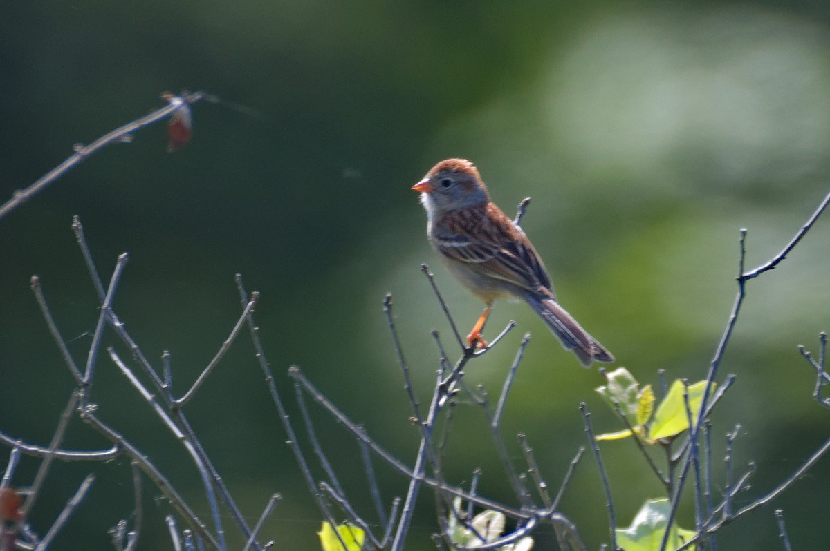 Field Sparrow - ML578820261