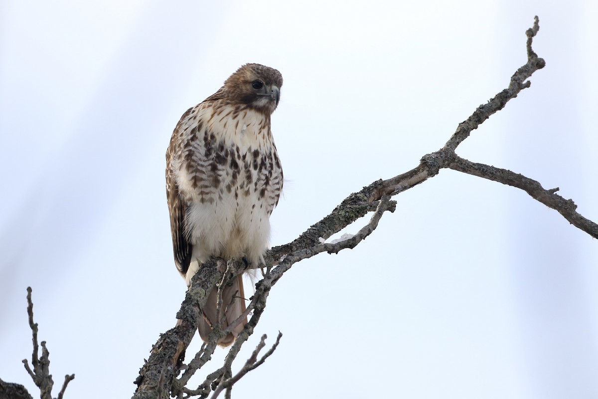 Red-tailed Hawk (borealis) - ML578821091