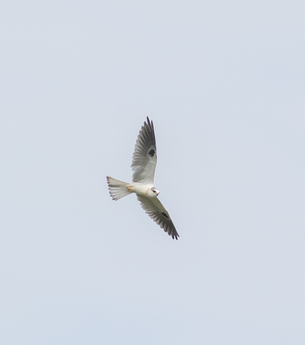 White-tailed Kite - ML578821691