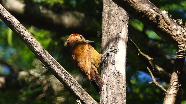 Smoky-brown Woodpecker - ML578823651