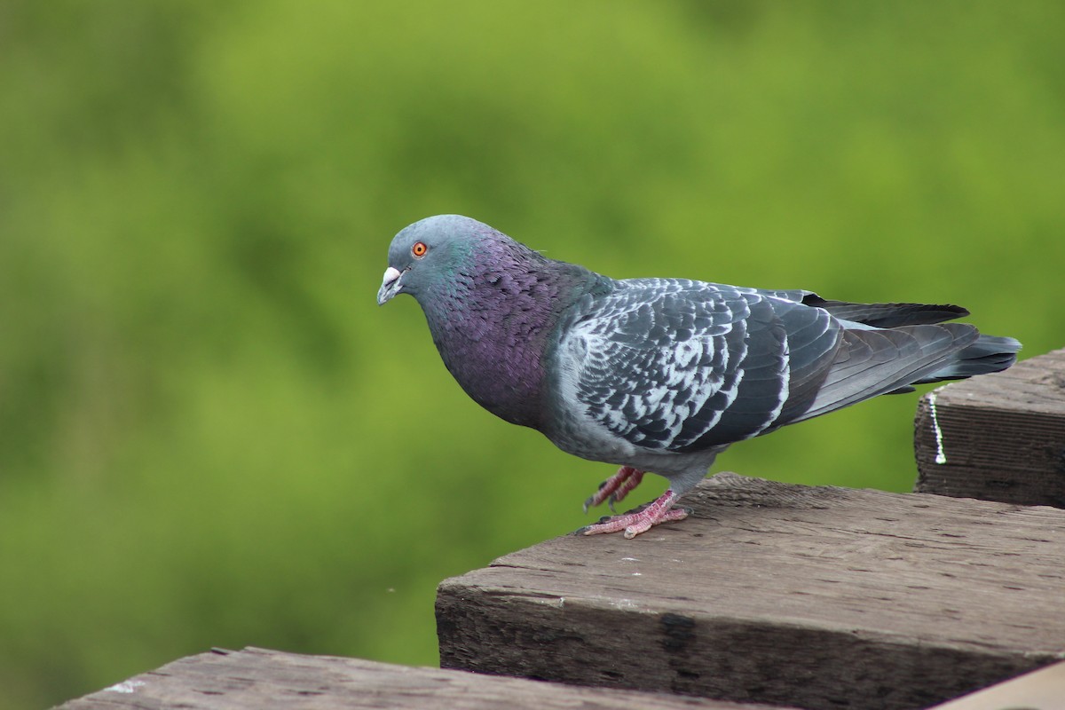 Rock Pigeon (Feral Pigeon) - Nic Shephard