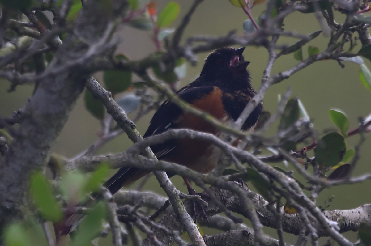 Spotted Towhee - ML578826201