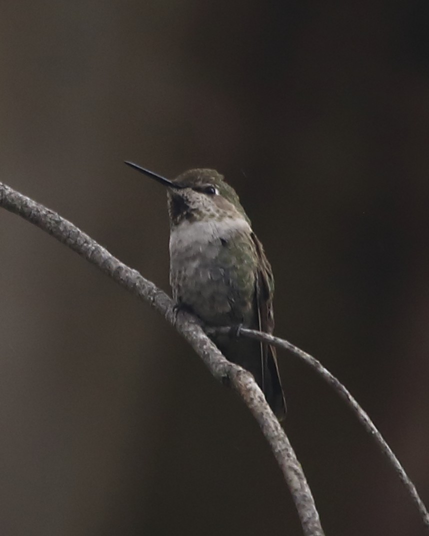 Anna's Hummingbird - ML578827831