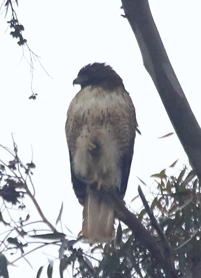 Red-tailed Hawk - ML578834441
