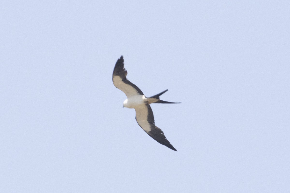 Swallow-tailed Kite - ML578835741