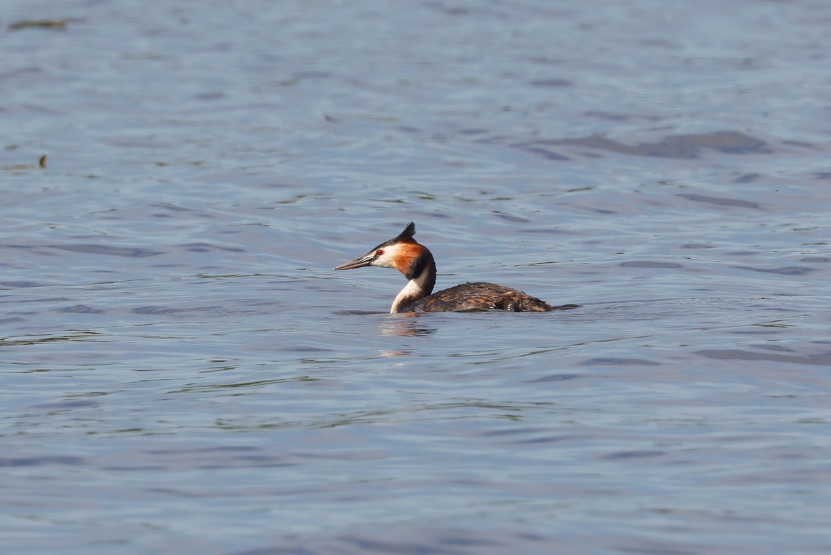Great Crested Grebe - ML578836841