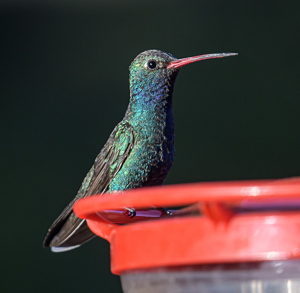 Broad-billed Hummingbird - ML578836871