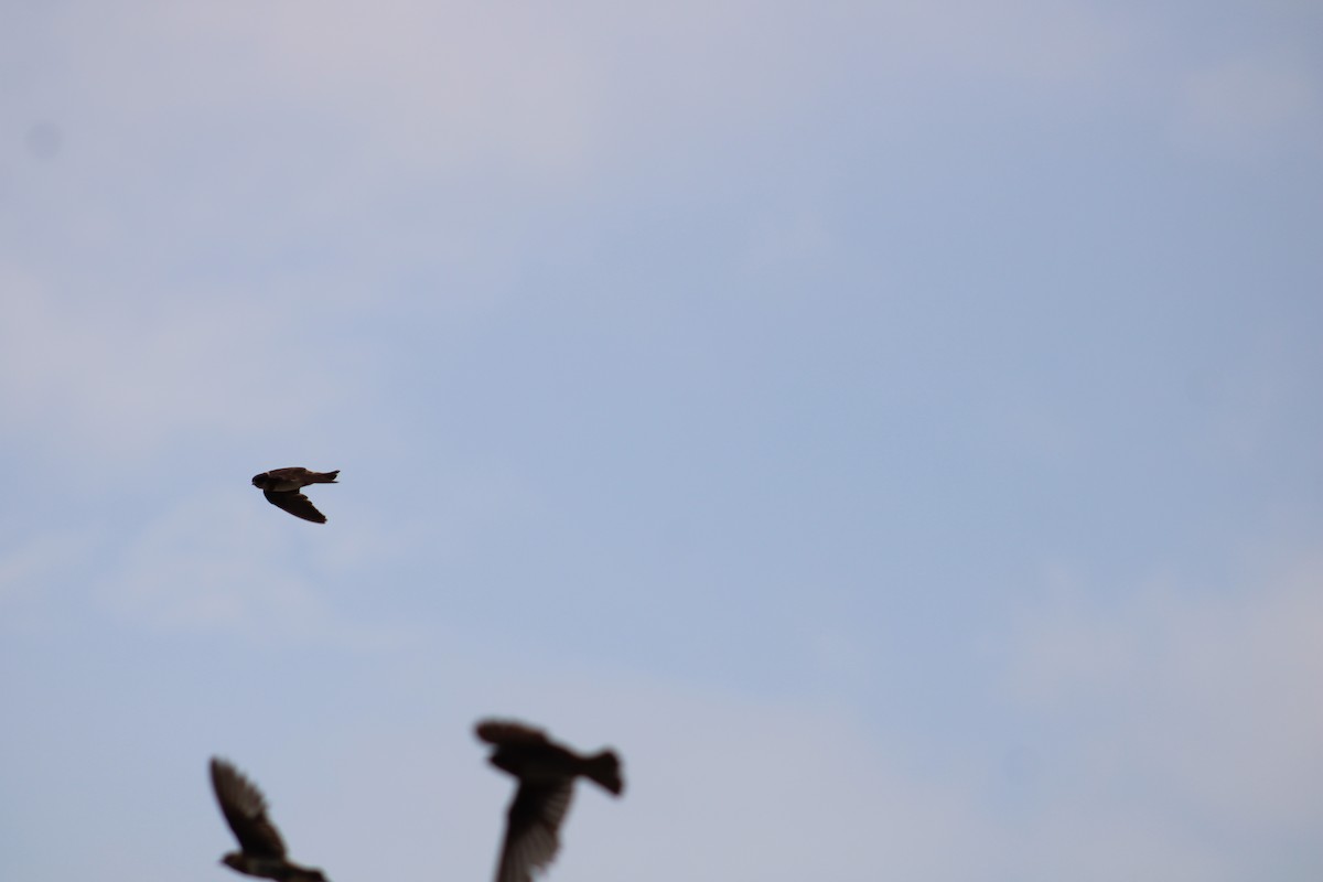 Chestnut-collared Swallow - javier lopez
