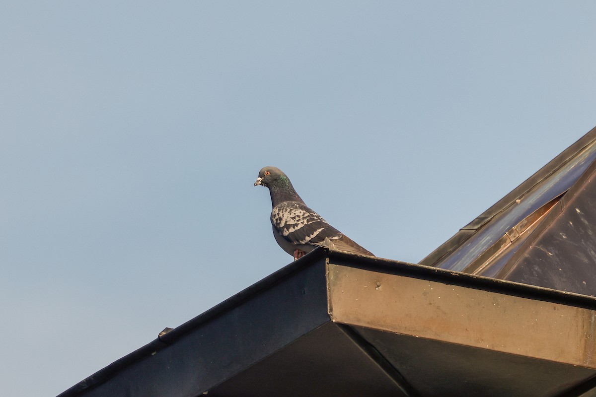 Rock Pigeon (Feral Pigeon) - ML578837961