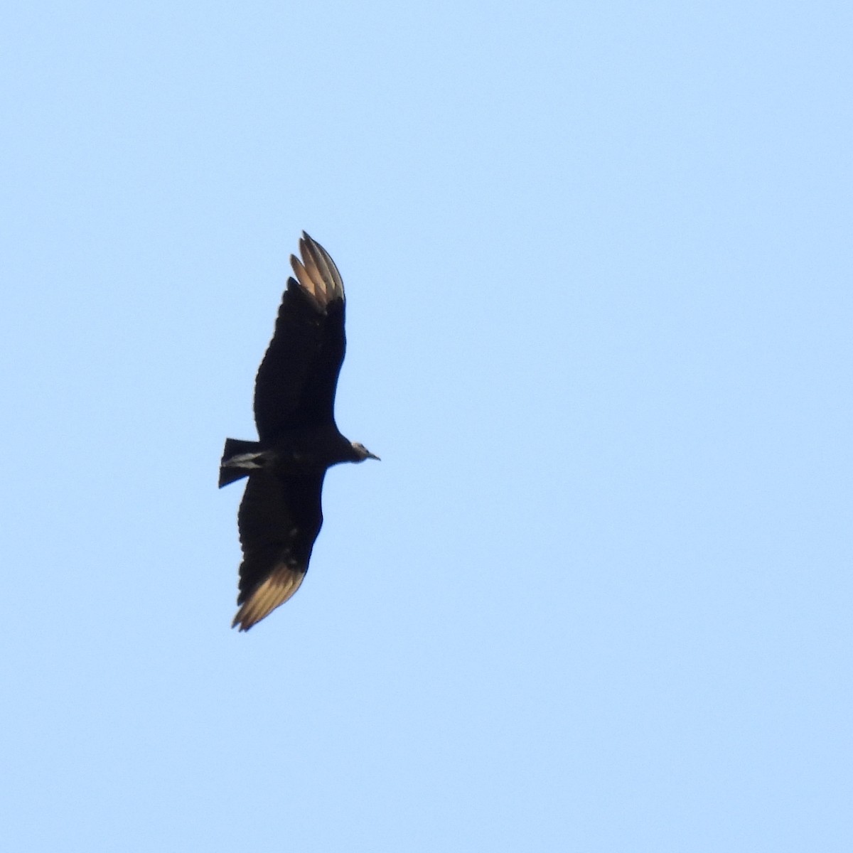 Black Vulture - ML578838291