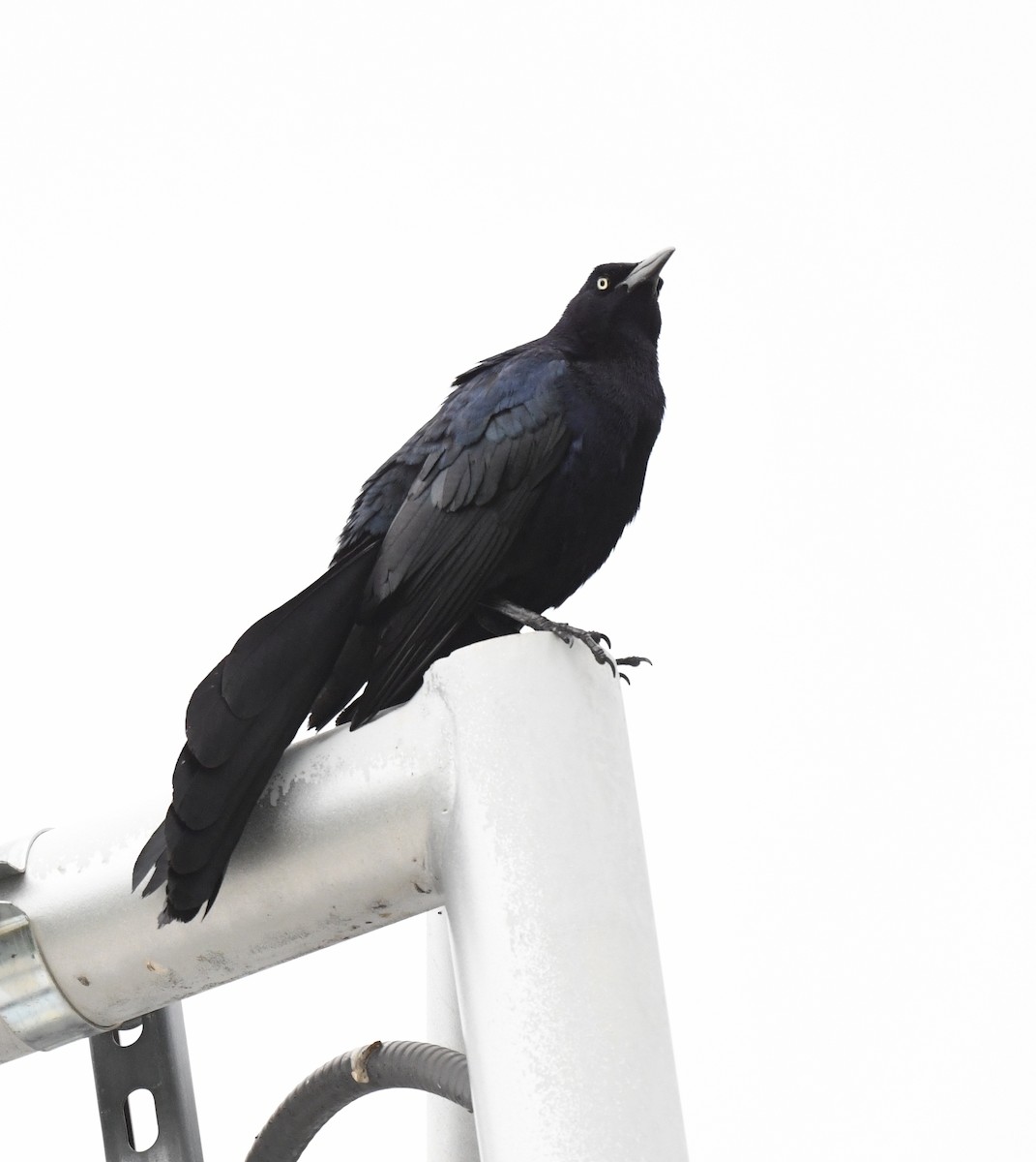 Great-tailed Grackle - Kristen Cart