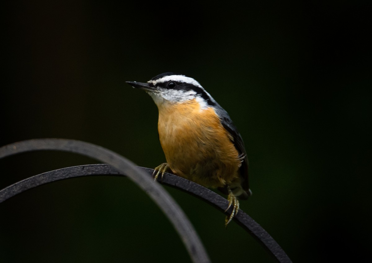 Red-breasted Nuthatch - ML578842221