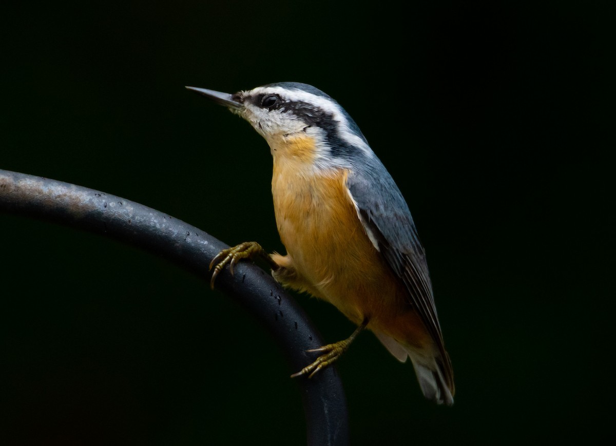 Red-breasted Nuthatch - ML578842321