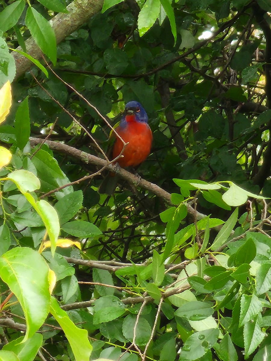 Painted Bunting - ML578847321