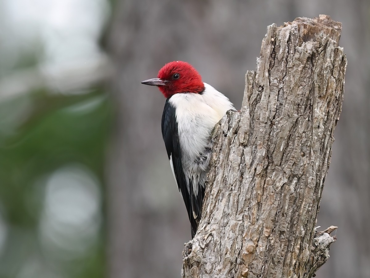 Red-headed Woodpecker - ML578849171