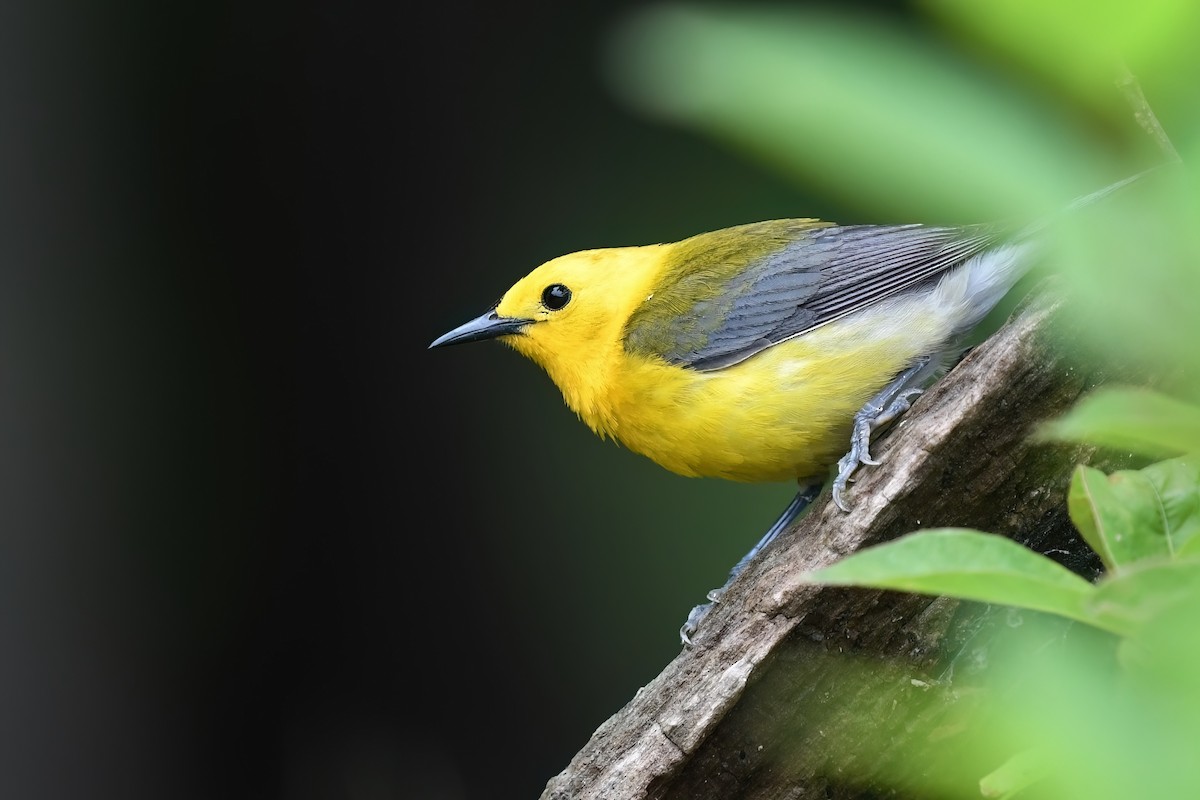 Prothonotary Warbler - ML578849201