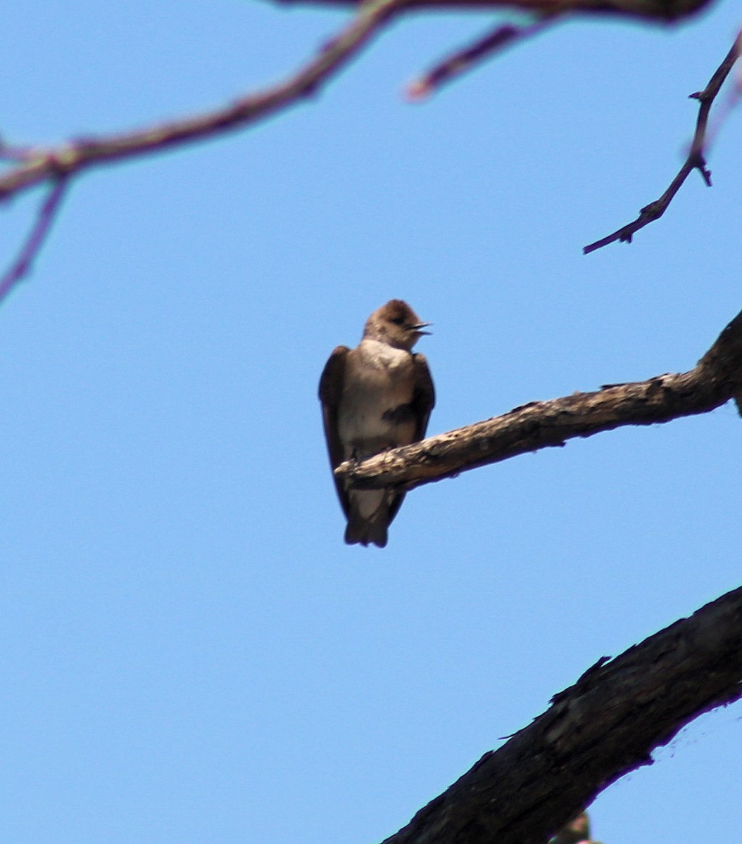 Northern Rough-winged Swallow - ML57884921