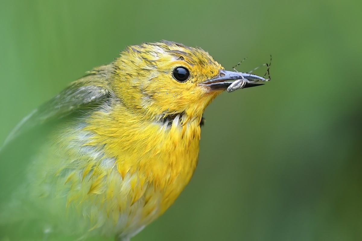 Prothonotary Warbler - ML578849211