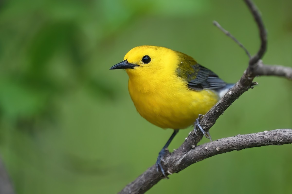 Prothonotary Warbler - ML578849261