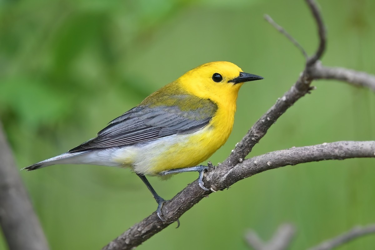 Prothonotary Warbler - ML578849271