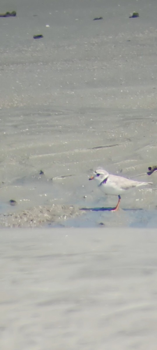 Piping Plover - ML578849941