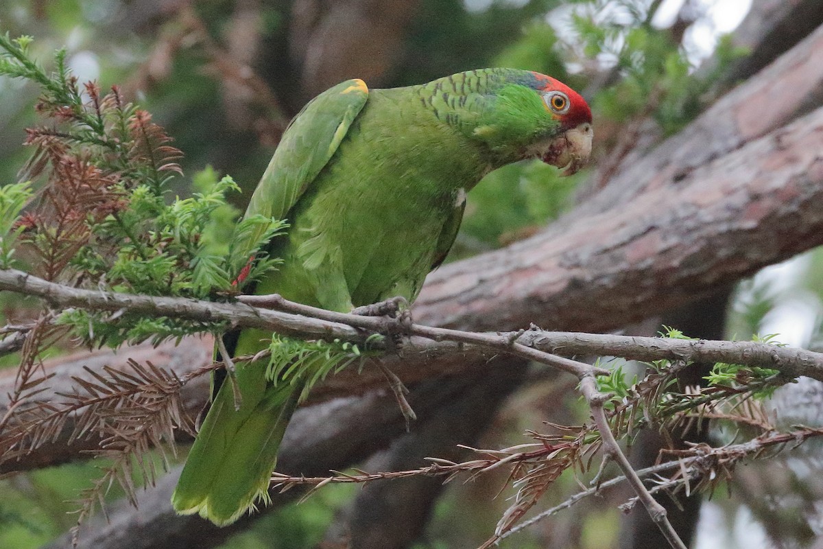 Red-crowned Parrot - ML578854591
