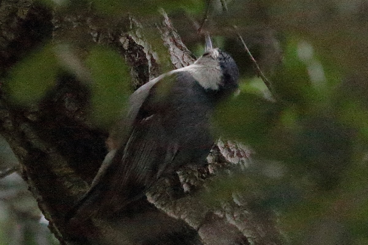 White-breasted Nuthatch - ML578854701