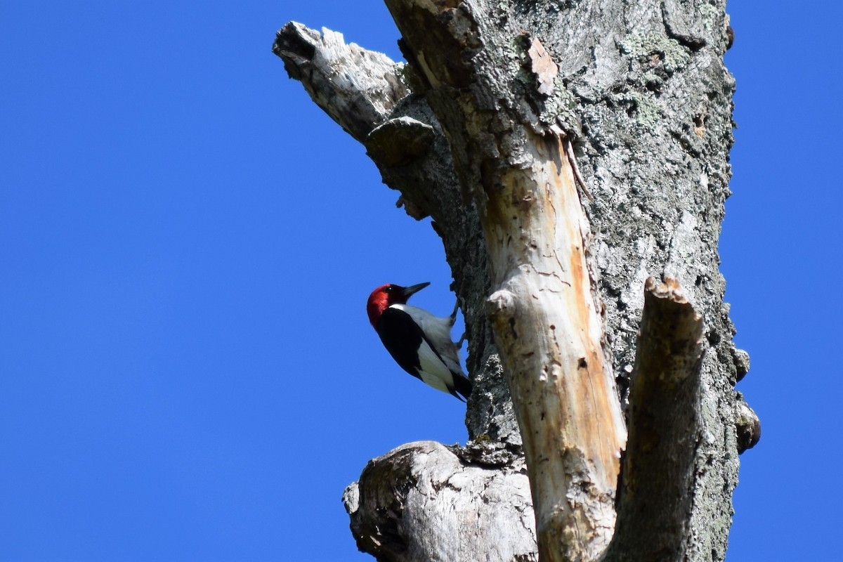Red-headed Woodpecker - ML578858971