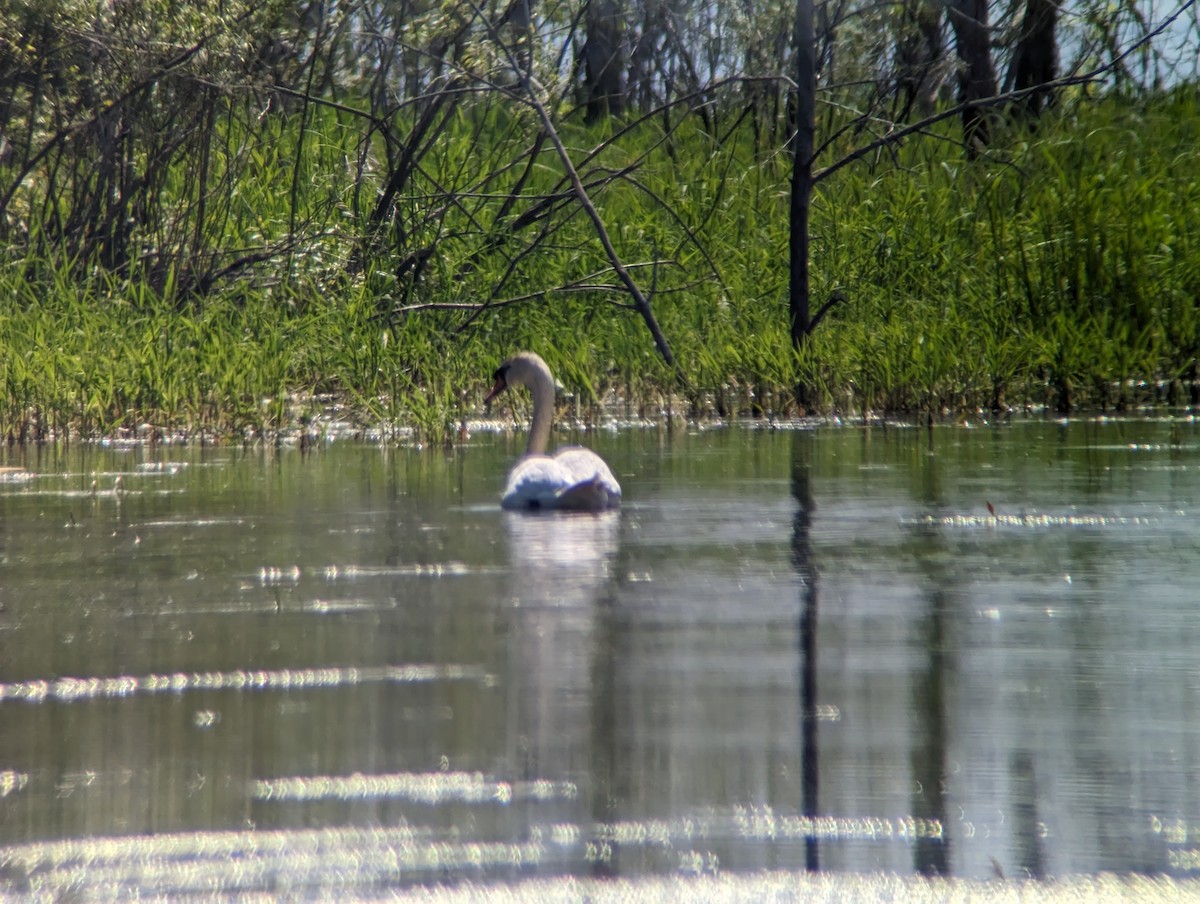 Mute Swan - ML578861541