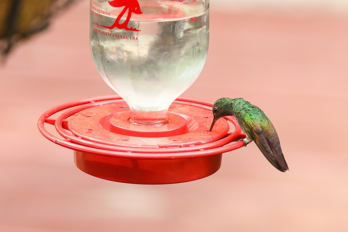 kolibřík mexický - ML578863411