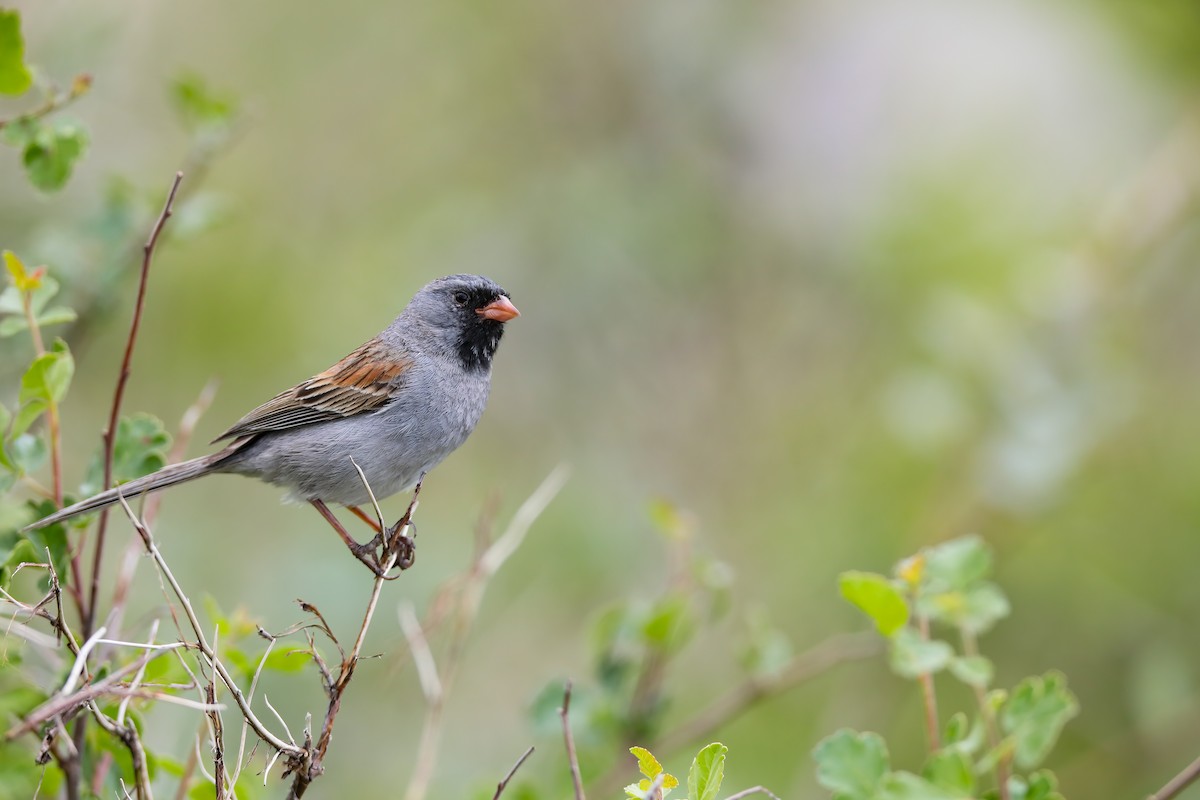 Black-chinned Sparrow - ML578866261