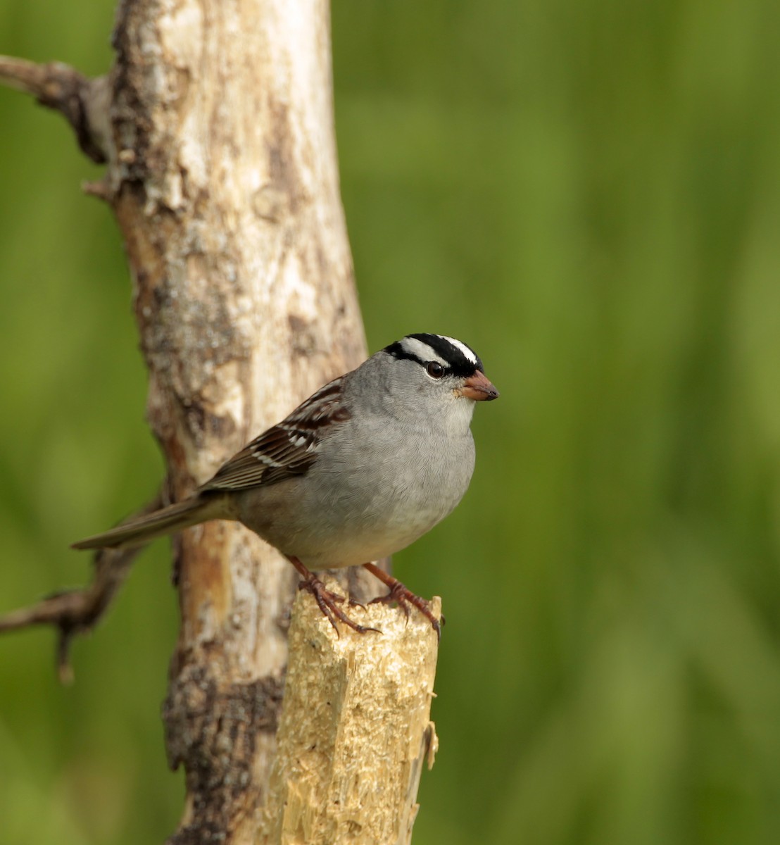White-crowned Sparrow - James Kinderman