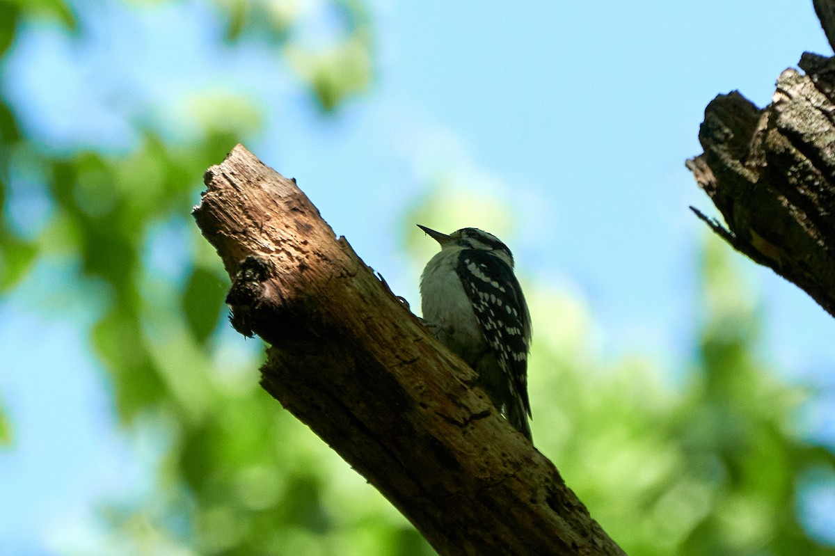 Hairy Woodpecker (Eastern) - ML578874241