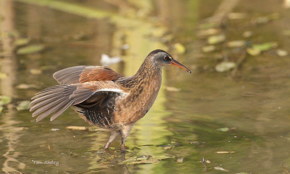 Virginia Rail - ML578874261