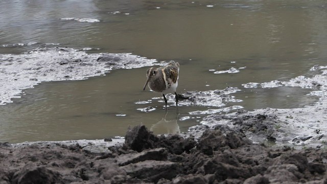 Greater Painted-Snipe - ML578875561