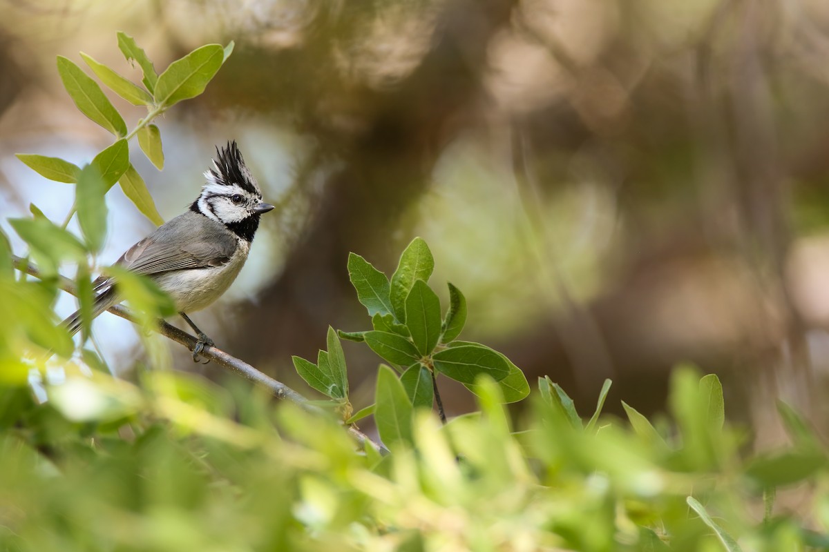 Bridled Titmouse - ML578875761