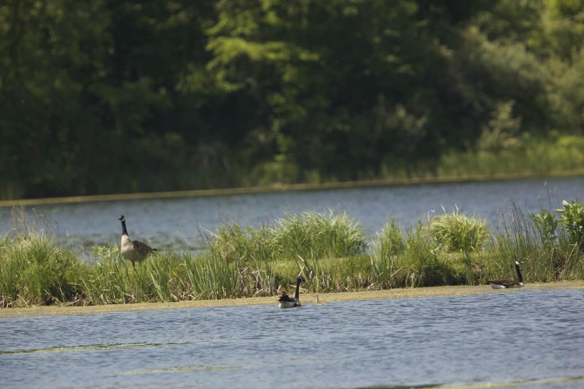 eBird Checklist 29 May 2023 Lake La Su An Wildlife AreaLake La Su An 44 species