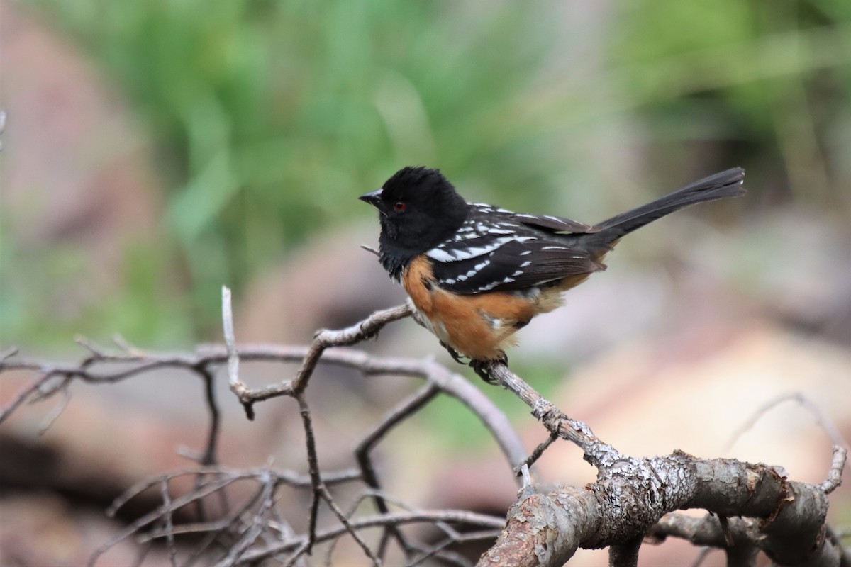 Spotted Towhee - ML578877421