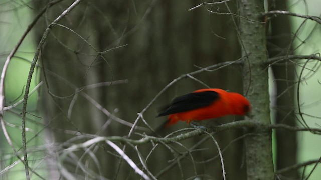 Scarlet Tanager - ML578877611